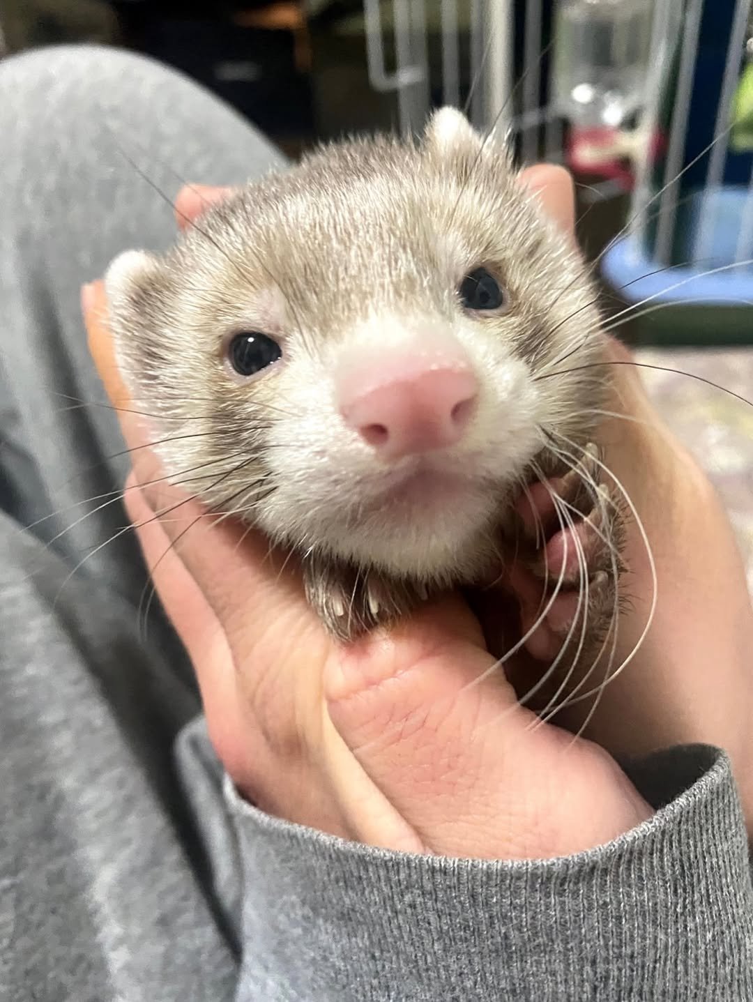 Frettchen Kaufen