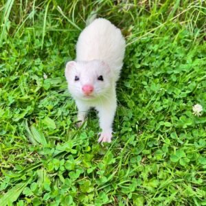 Frettchen Kaufen