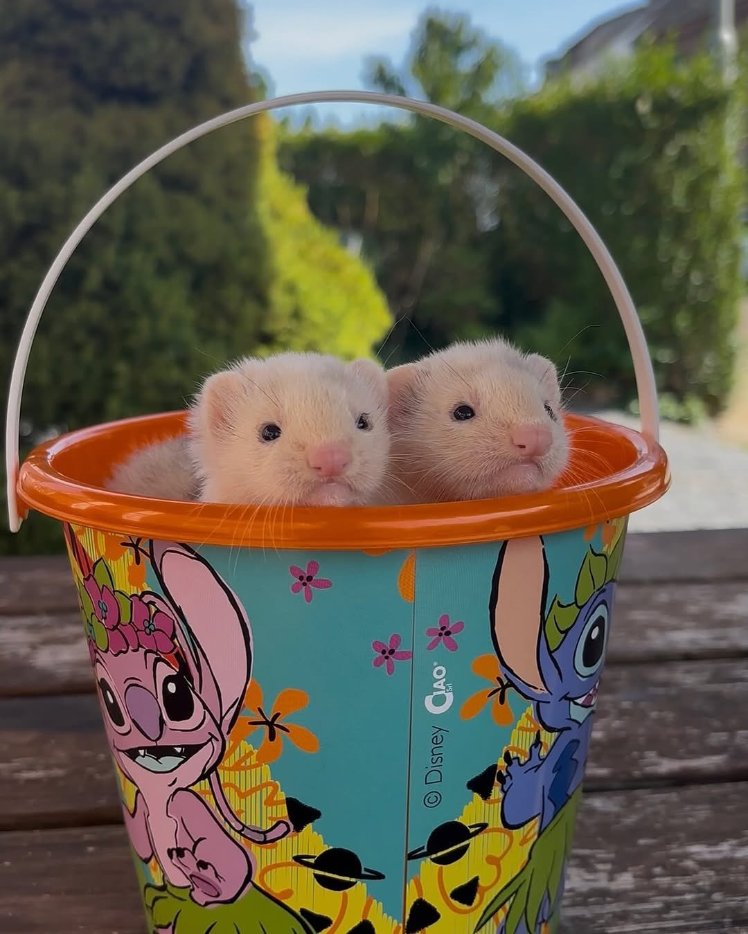 https://frettchen.de.com/